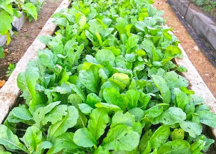 Adama Farmhouse @ Hacienda San Benito